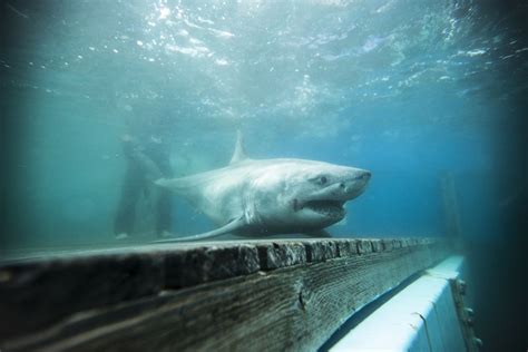 Did a Great White Shark Really Enter Long Island Sound? | Live Science