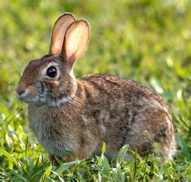 wild cottontail rabbit - Google Search | Wildlife habitat, Wildlife, Habitats