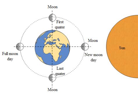 What occurs 15 days after a full moon daya) Half moon dayb) Crescent moon dayc) New moon dayd ...