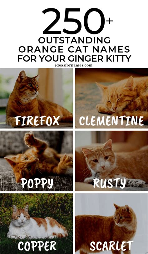 250+ Outstanding Orange Cat Names Perfect For Your Ginger Kitty
