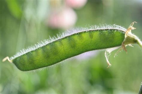 Stages of a Pea Plant Life Cycle | Plants, Plant life cycle, Pea plant