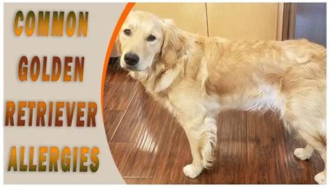 Common Golden Retriever Allergies: Effective Treatments