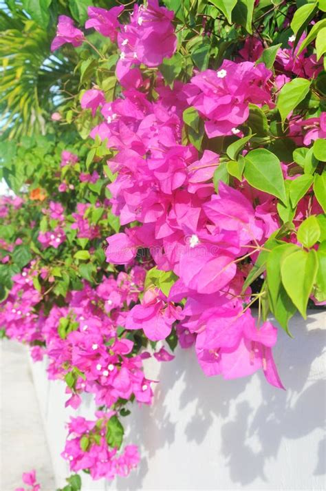 PINK BOUGAINVILLEA stock photo. Image of entry, plant - 25775768