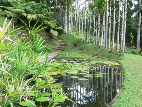 Flora & Fauna in Martinique