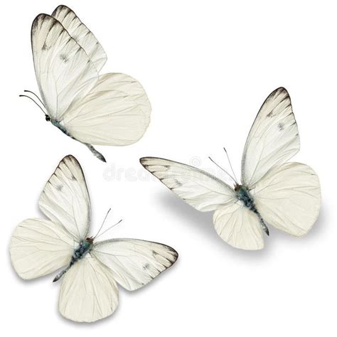 Three white butterfly. Isolated on white background , #AFFILIATE, # ...