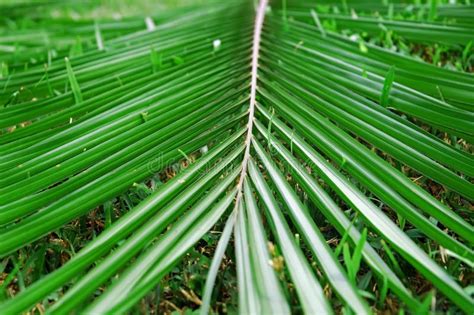 Coconut leaf stock image. Image of flower, garden, plant - 1007399