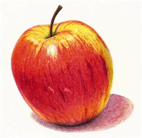 Still Life Easy Coloured Pencil Drawings - doce-espera-doce