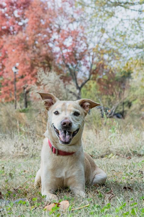 Fall Dog Photoshoot: your Ultimate Guide! - Paws Fur Joy Photo