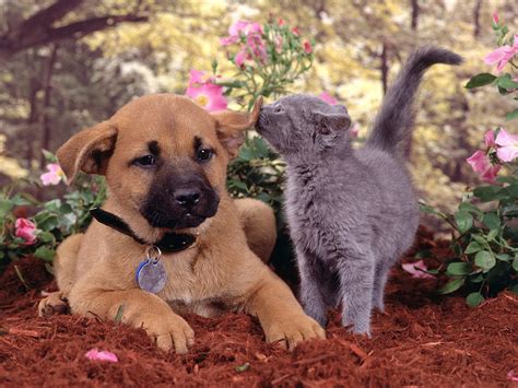 Dogs and Cats - dogs vs. cats Wallpaper (13631892) - Fanpop