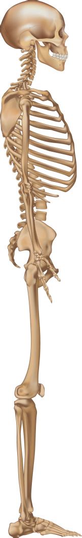 Human Skeleton Side View Stock Illustration - Download Image Now - iStock