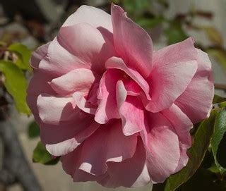 Pink rose | Tompkins Ave. Luminar 3 | Swedg | Flickr