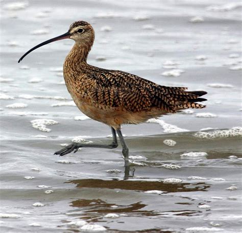 SEASHORE : Shore Birds ~ Pinegreenwoods