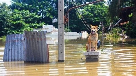 Petition · Saving The Animals When Hit By Natural Disasters - United States · Change.org