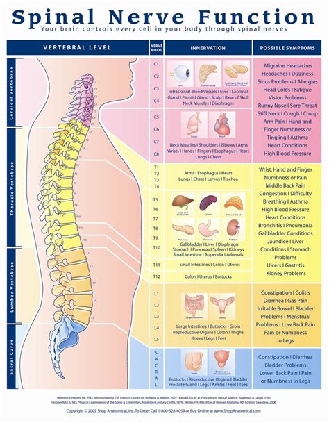 Nerve Root Innervation Chart Nerve Root Distribution Chart Spinal Nerve ...