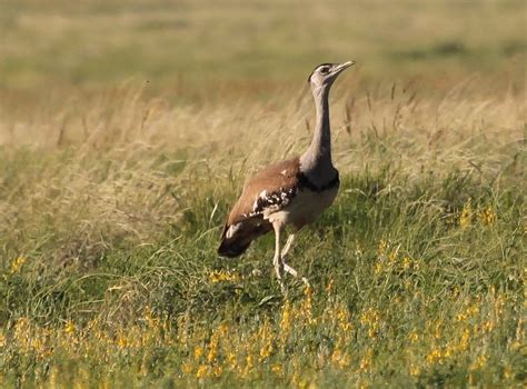 Australian Bustard | BIRDS in BACKYARDS