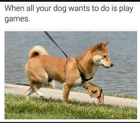 #CircleGame Dog Games, Funny Games, Games To Play, Funny Animal Memes ...