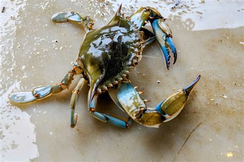 Aquatic blue crabs ambush their prey on land • Earth.com