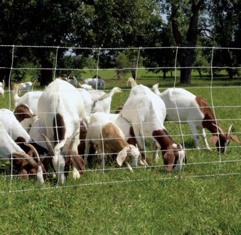 Electric Sheep and Goat Fence – Chicken Caravan