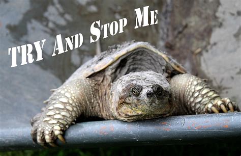 motivational quote, try and stop me, snapping turtle, persistence, inspirational, quote, trying ...