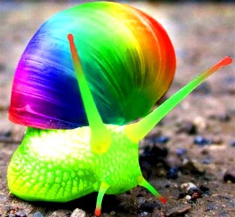 rainbow snail | Burst of Color | Pinterest