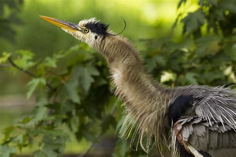 Heron in Breeding Plumage Photograph by Mircea Costina Photography - Fine Art America