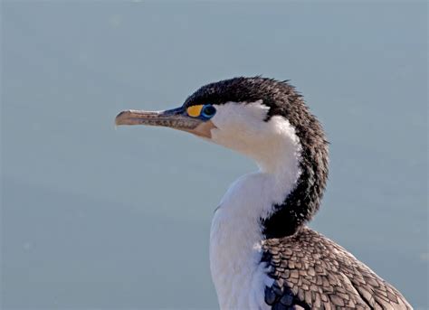 Pied Shag or Pied Cormorant | Great Bird Pics