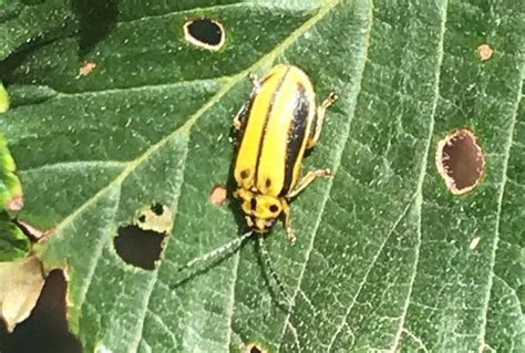 Elm Leaf Beetle: Identification, Life Cycle, Facts & Pictures