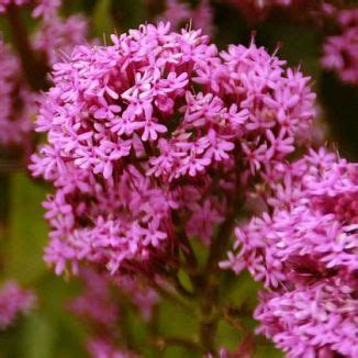 Red Valerian Centranthus ruber | BELL Garden Company,Wholesale Plant ...