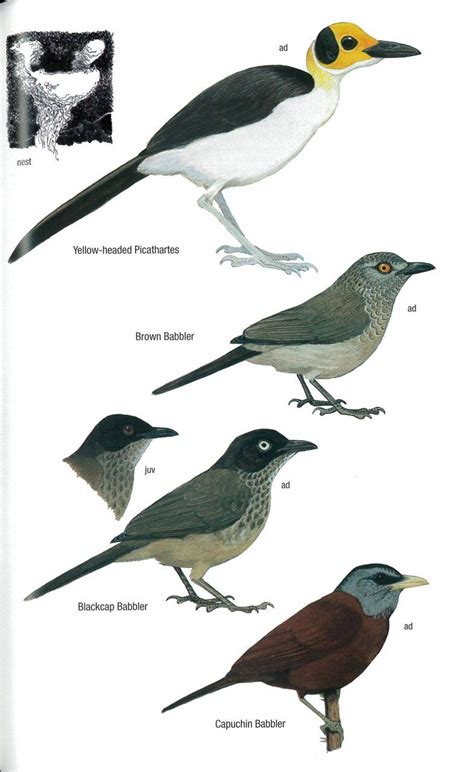 Birds of Ghana | NHBS Field Guides & Natural History