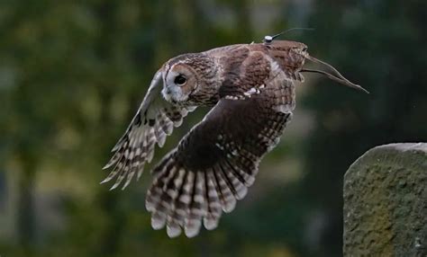 Barred Owl: Description, Pictures, Fun Facts I TheBirdPedia