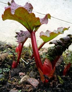 rhubarb | bring on the crumble | Vicky Brock | Flickr