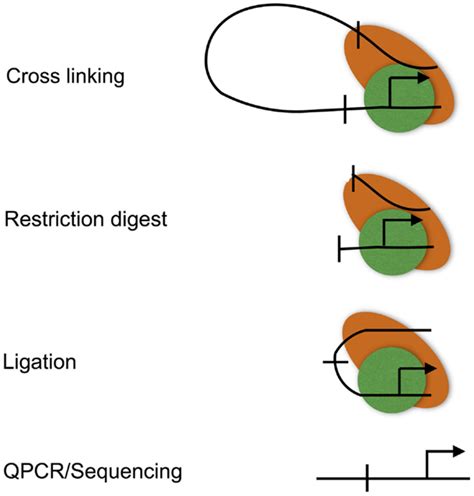 The chromatin conformation capture (3C) assay. The 3C assay is used to... | Download Scientific ...