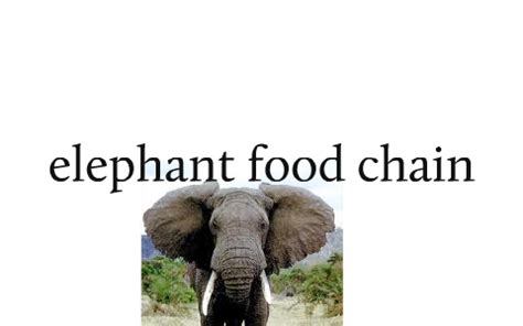 Elephant Food Chain