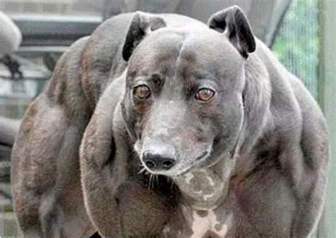 Is This the 'Strongest Dog in the World'? | Snopes.com