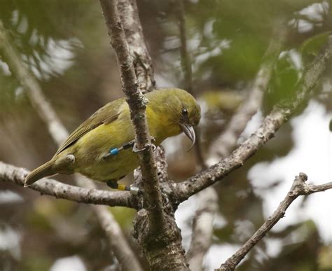 An ʻAkiapōlāʻau named Christmas highlights recovery of endangered ...