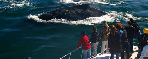 Whale Watching Tour From Hermanus - South Africa | experitour.com