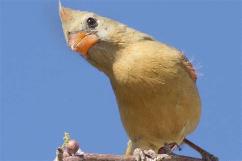 Birdwatchers Are Flocking to Alabama to See This Bird: Why It's So Special | Live Science