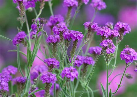 How to Plant, Grow & Care for Verbena | Sarah Raven