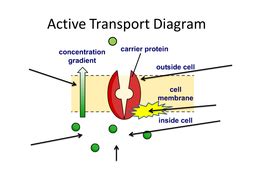 GCSE KS4 Biology (Science) Cells Revision Lesson | Teaching Resources