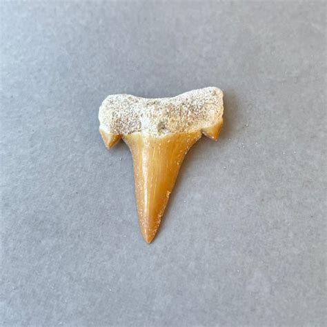 Otodus Obliquus Shark Tooth, Small (Fossil) - The Crystal People