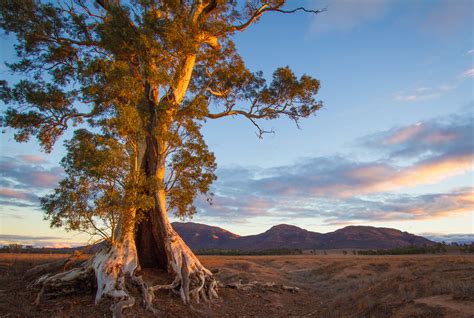 Cazneaux Tree Flinders Ranges South Australia [Explored] | Flickr