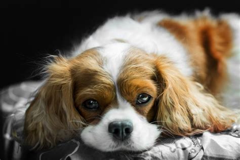 Cavalier King Charles Spaniel Lifespan & Health Issues