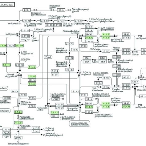 Overview of the glycerophospholipid metabolism pathways in sweet ...
