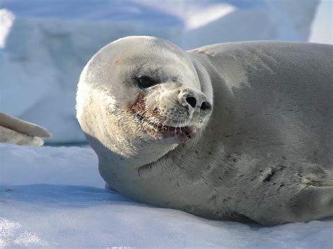 Crabeater Seal | Crabeater Seal | Kate Chaston | Flickr