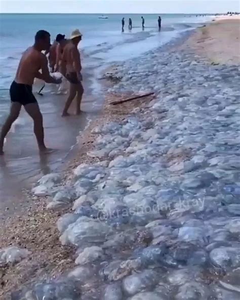 Thousands of dead jellyfish smother sandy beach as corpses 'turn water brown' - Daily Star