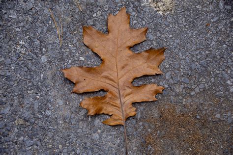 Oak Leaf Free Stock Photo - Public Domain Pictures