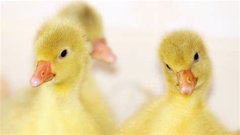 domestic animals, duckling, golden goose, animal themes, animal wildlife, animal world, gander ...