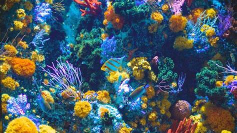 Coral reefs in Jamaica shows how nature contains healing powers ...