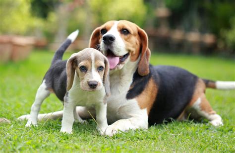 Beagle | Overview, Description, Temperament, & Facts | Britannica