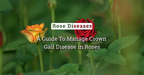 Crown Gall Disease of Rose: Causes, Symptoms And Management ...